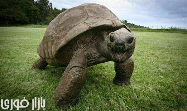 لاک‌پشت 188 ساله، سالخورده‌ ترین حیوان روی خشکی