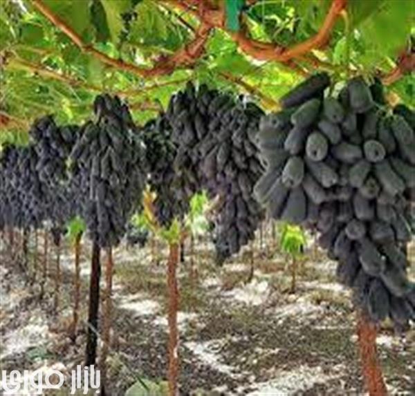کاشت انگور بلک ویلیام در گلخانه