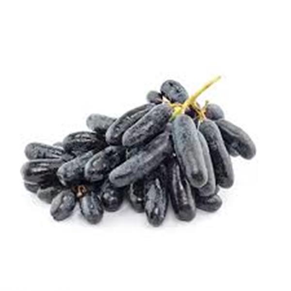 کاشت انگور بلک ویلیام در گلخانه