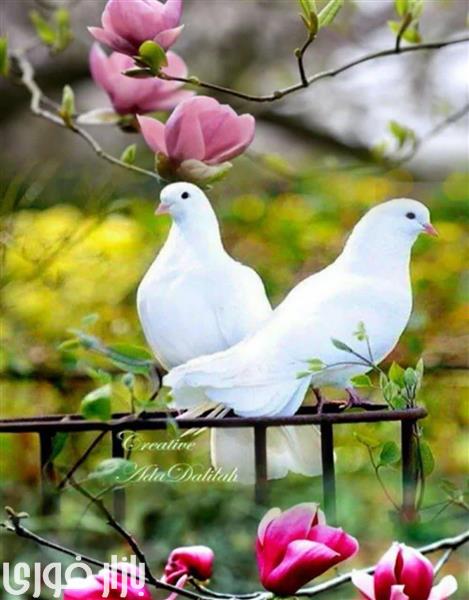 یکشنبه تون پرنشاط