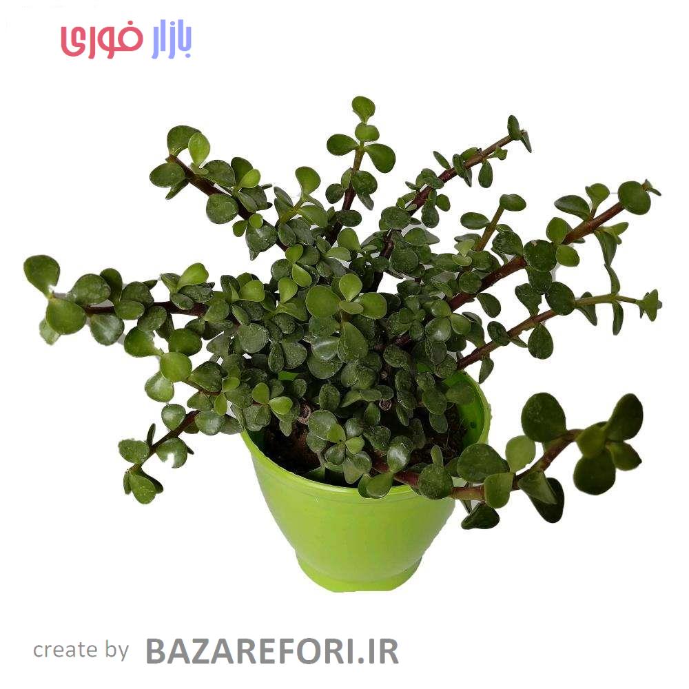 گیاه طبیعی کراسولا خرفه ای کد rp02